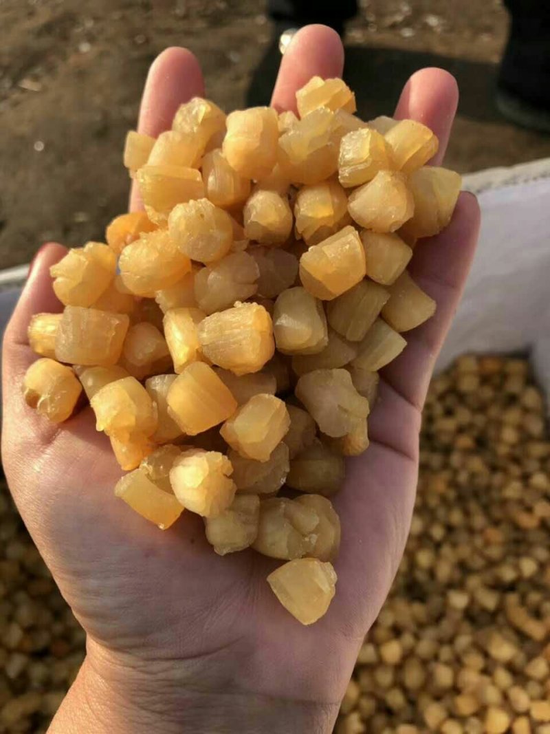 干贝，大连干贝，干瑶柱，扇贝干，海湾贝干