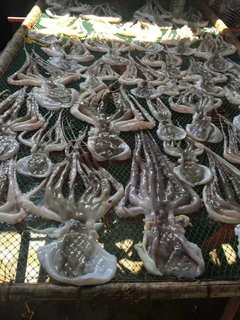 章鱼干