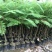 蓝花楹小苗一50公分