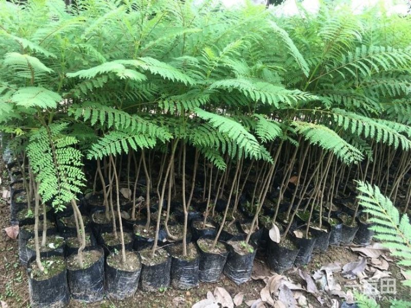 蓝花楹小苗一50公分
