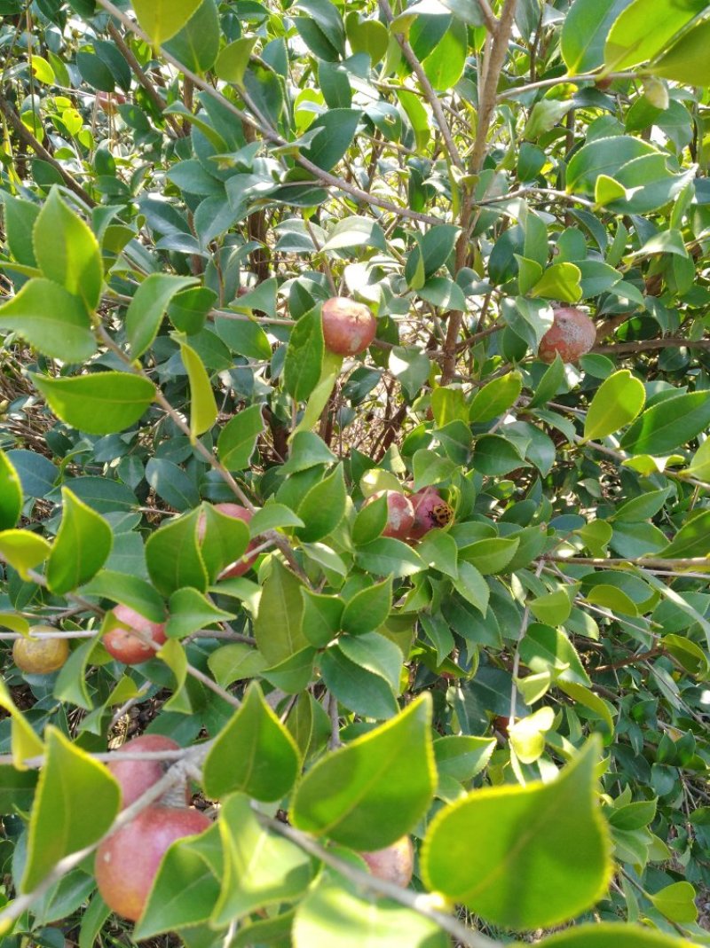 山茶果