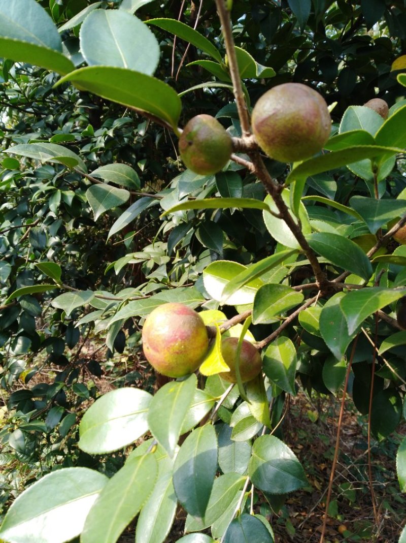 山茶果