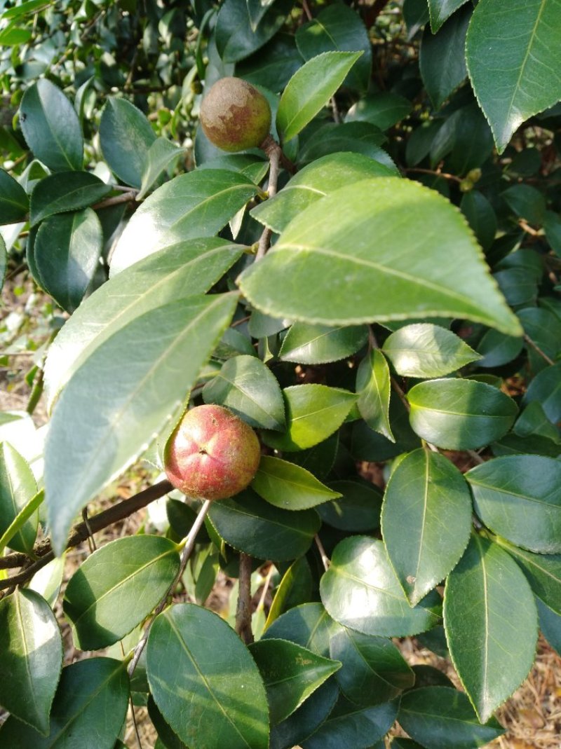 山茶果
