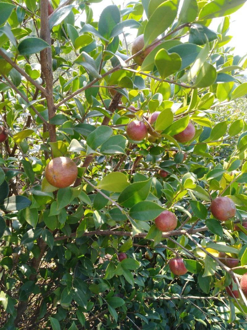 山茶果