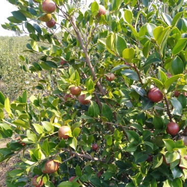 山茶果