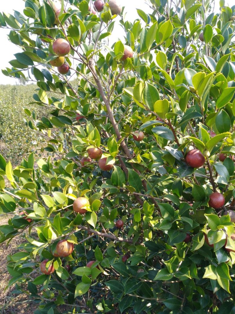 山茶果