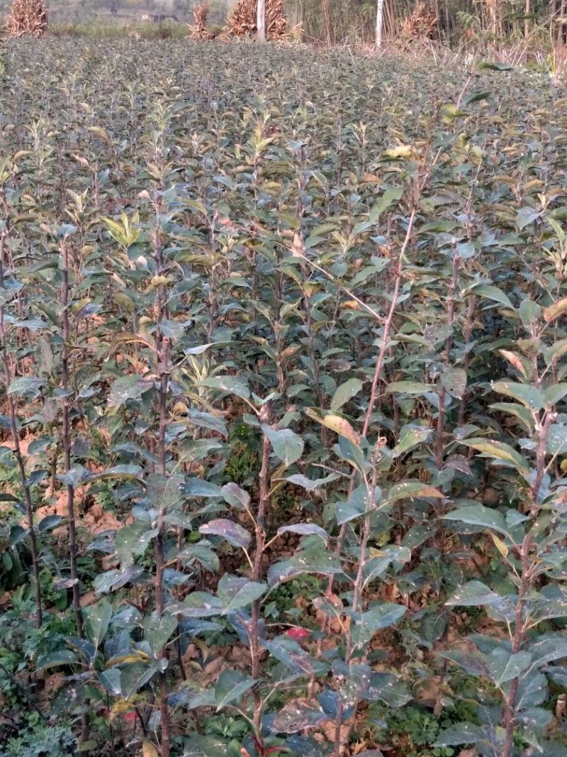 树苗天水苹果苗