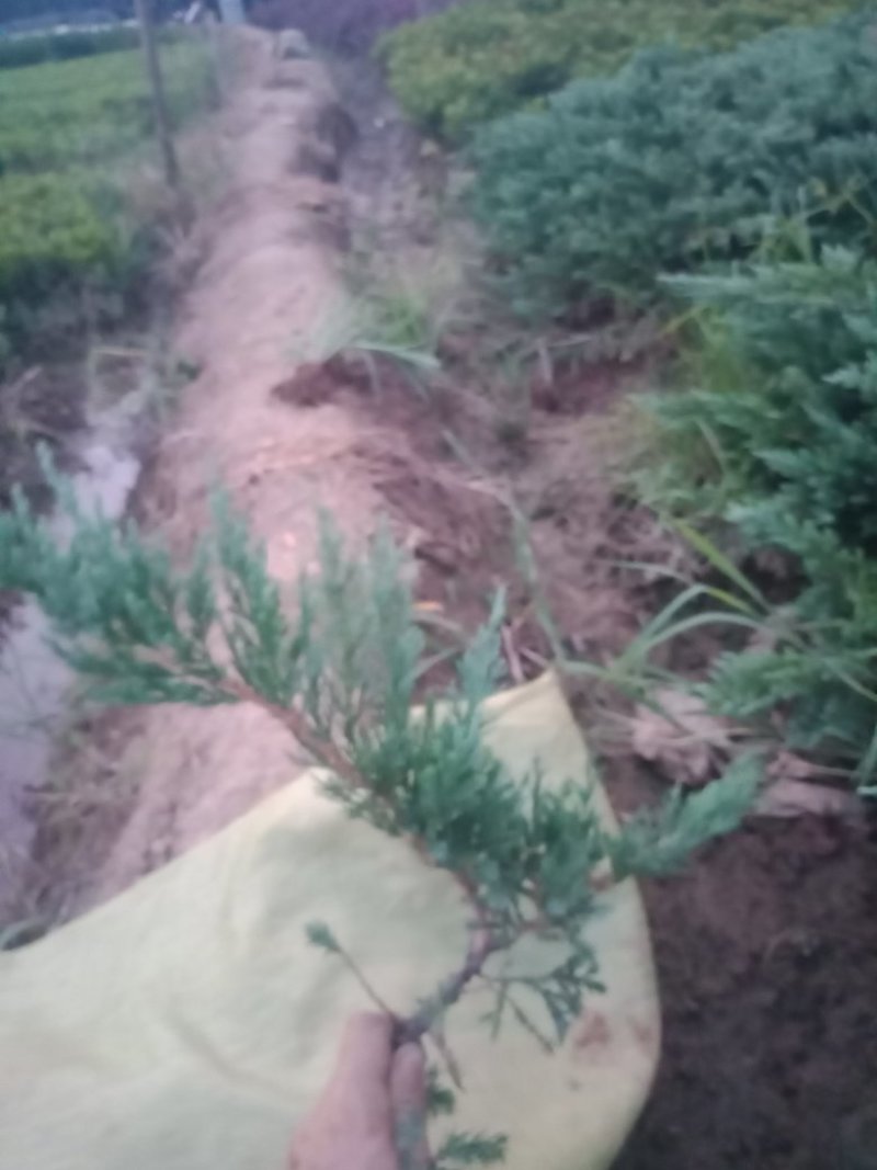 大量20-30深的供应铺地柏小苗，沙地柏，爬地柏小苗