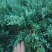大量20-30深的供应铺地柏小苗，沙地柏，爬地柏小苗