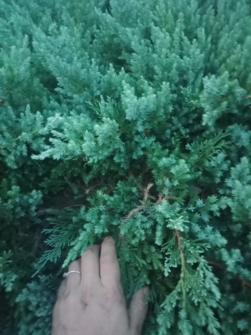 大量20-30深的供应铺地柏小苗，沙地柏，爬地柏小苗