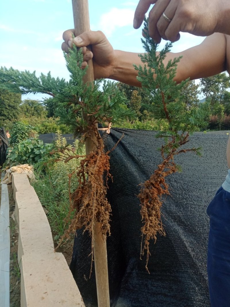 大量20-30深的供应铺地柏小苗，沙地柏，爬地柏小苗