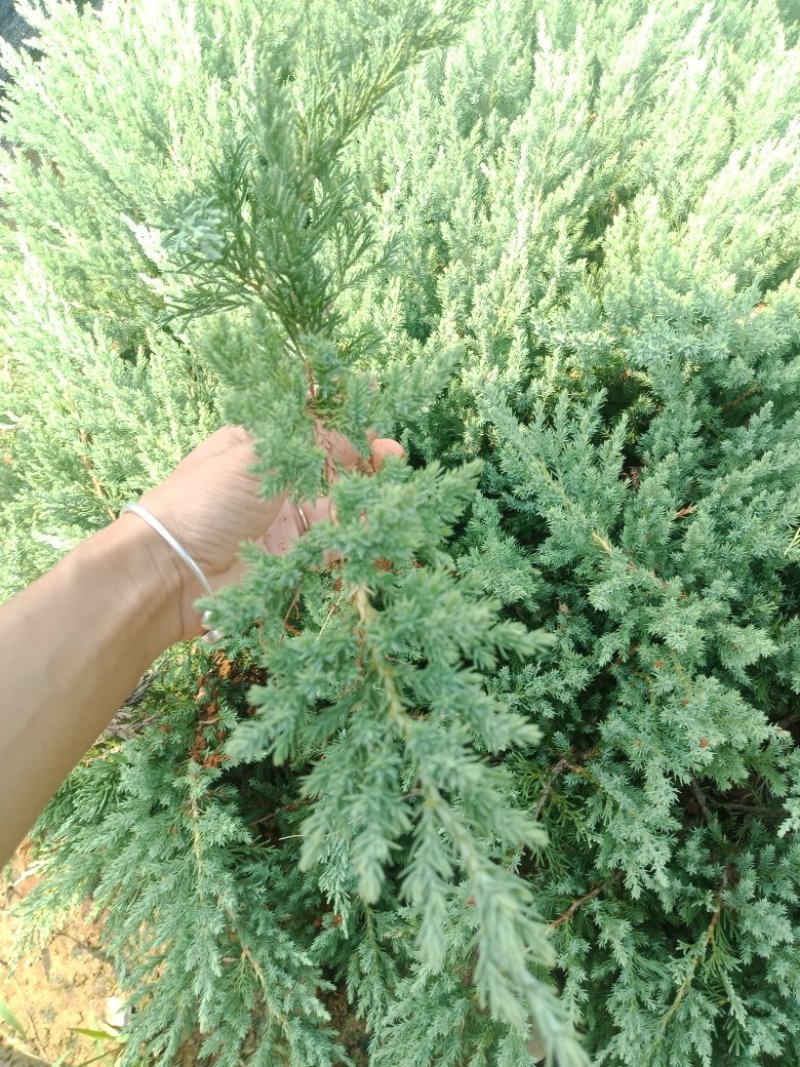 大量20-30深的供应铺地柏小苗，沙地柏，爬地柏小苗