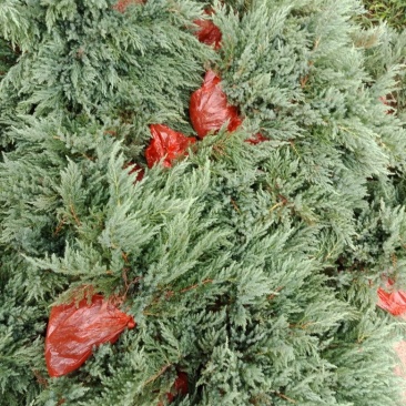 大量20-30深的供应铺地柏小苗，沙地柏，爬地柏小苗