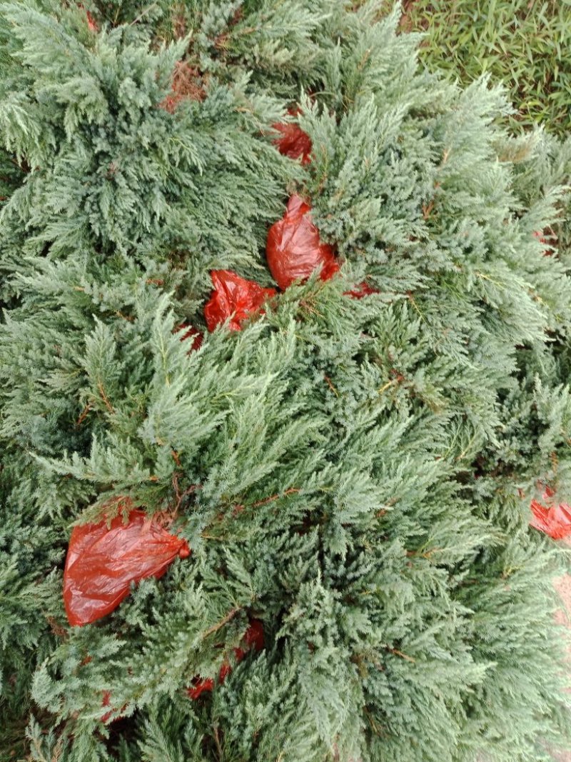 大量20-30深的供应铺地柏小苗，沙地柏，爬地柏小苗