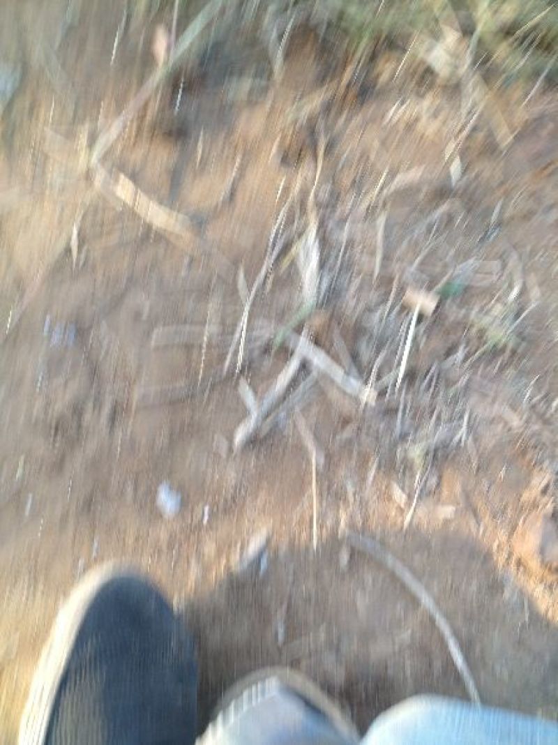核桃树苗！纯香玲苗！三年的！三公分左右！有需要的联系18
