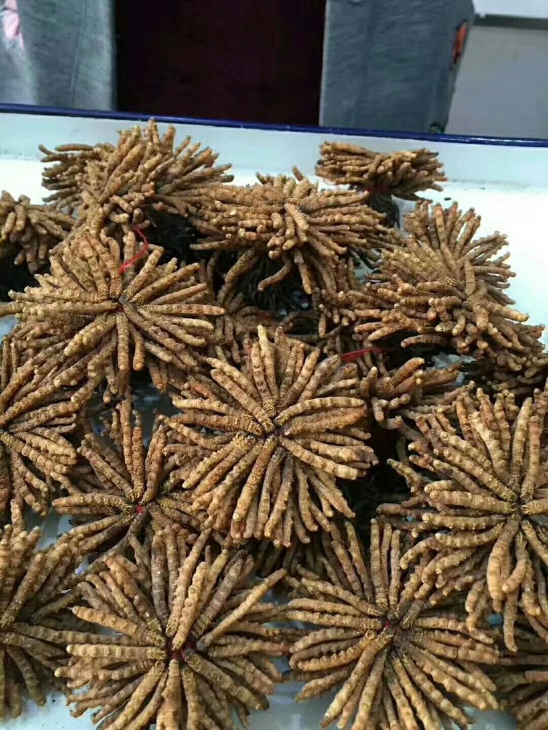 冬虫夏草