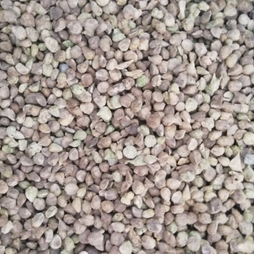 耐抽苔春秋大叶菠菜籽