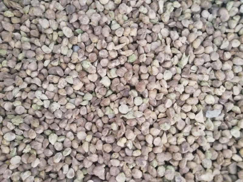 耐抽苔春秋大叶菠菜籽