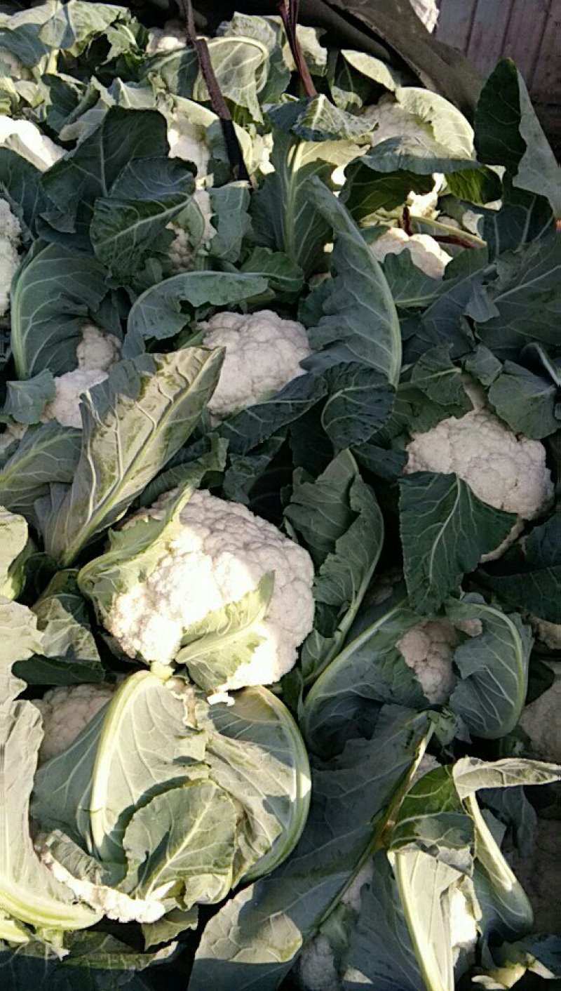 松花菜大量上市，质量优，网套工人全方面服务