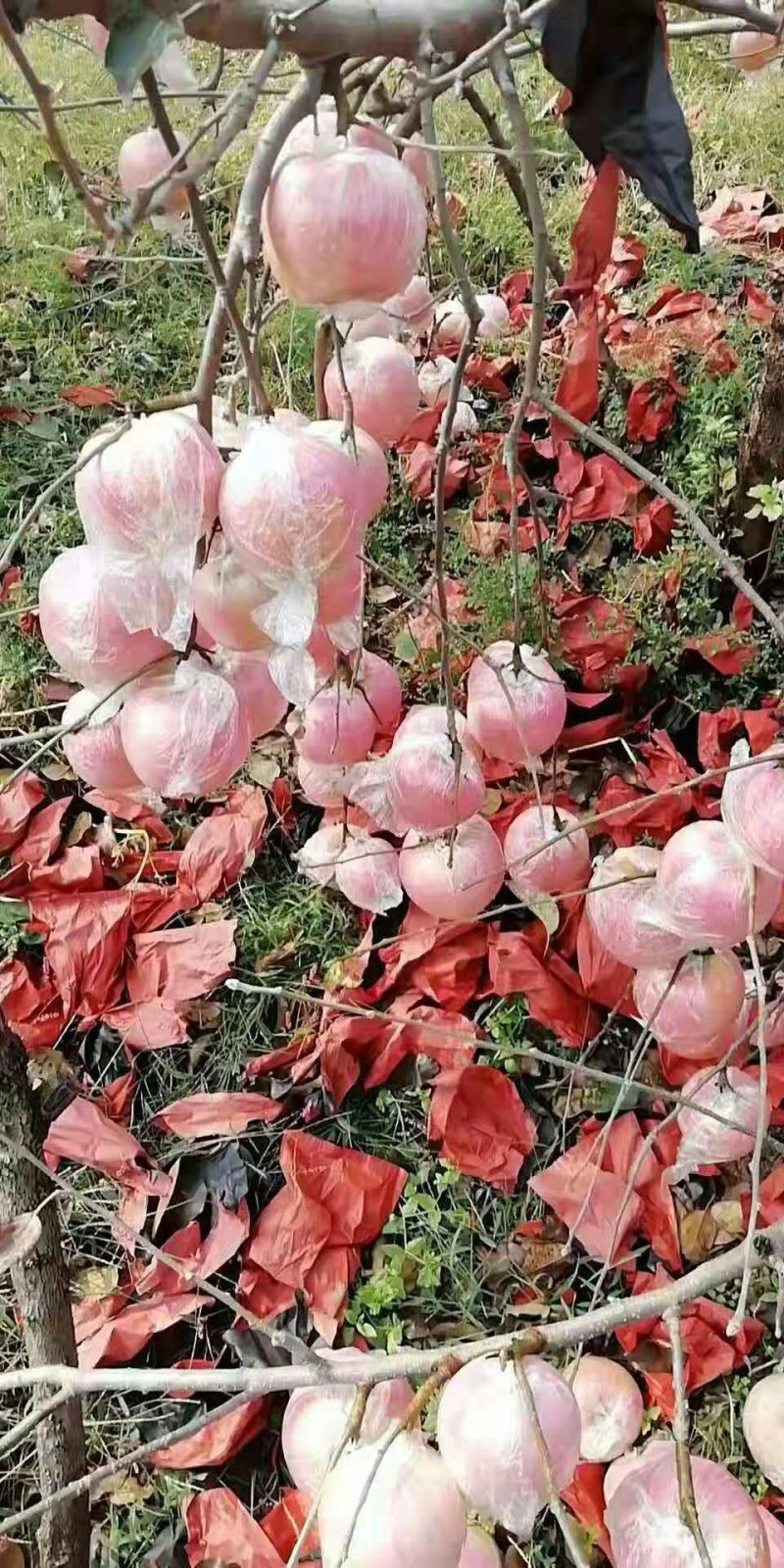 冷库红富士苹果，纸袋红富士苹果，货源充足，价格公平合理