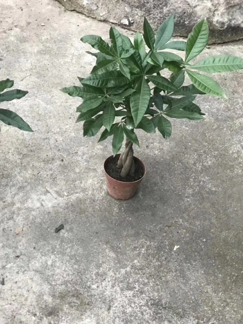 五编发财树