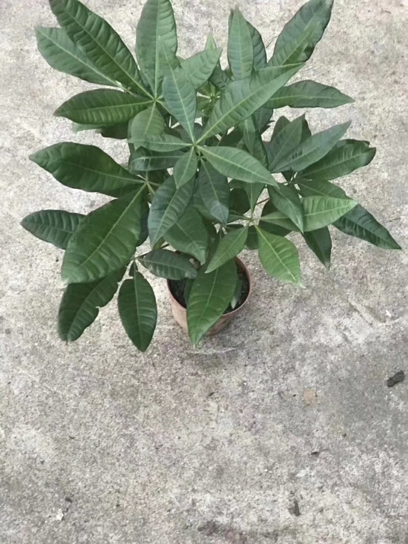 五编发财树