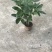 五编发财树