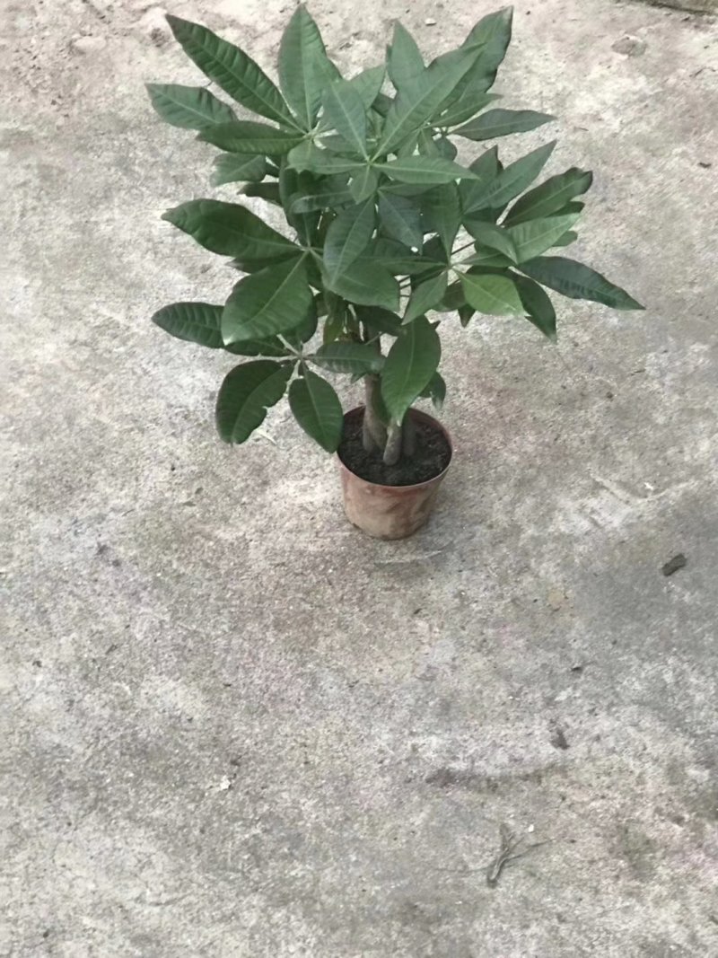 五编发财树