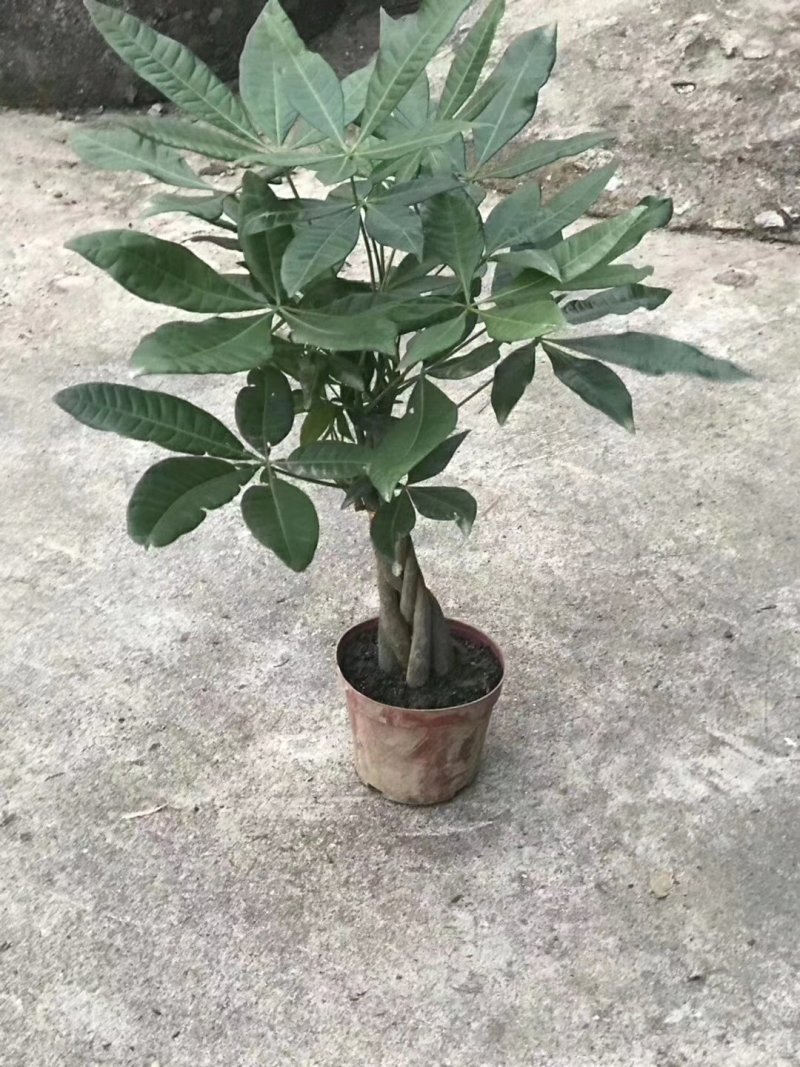 五编发财树