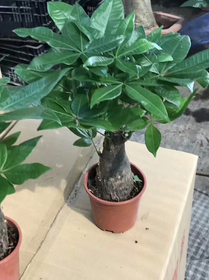 发财树