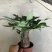 发财树