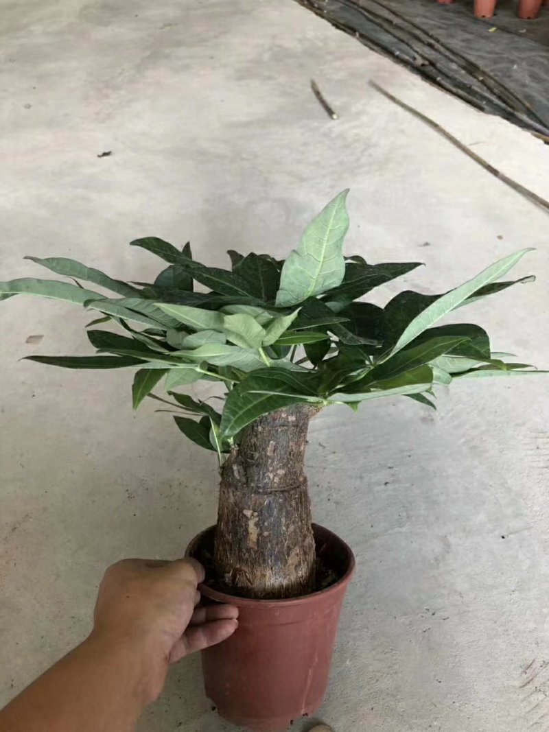发财树