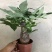 发财树
