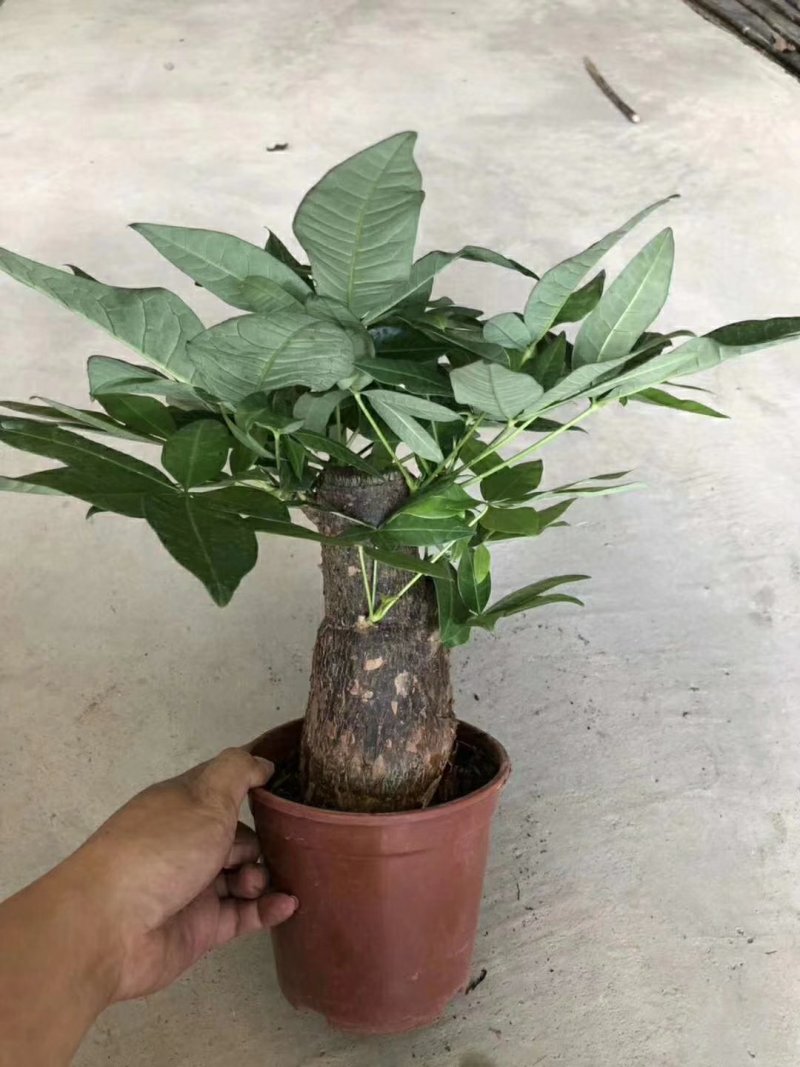 发财树