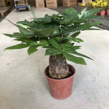 发财树