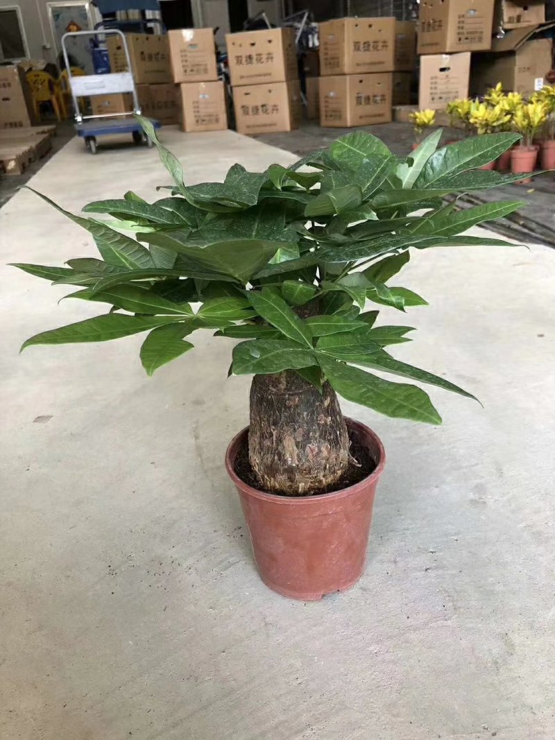 发财树