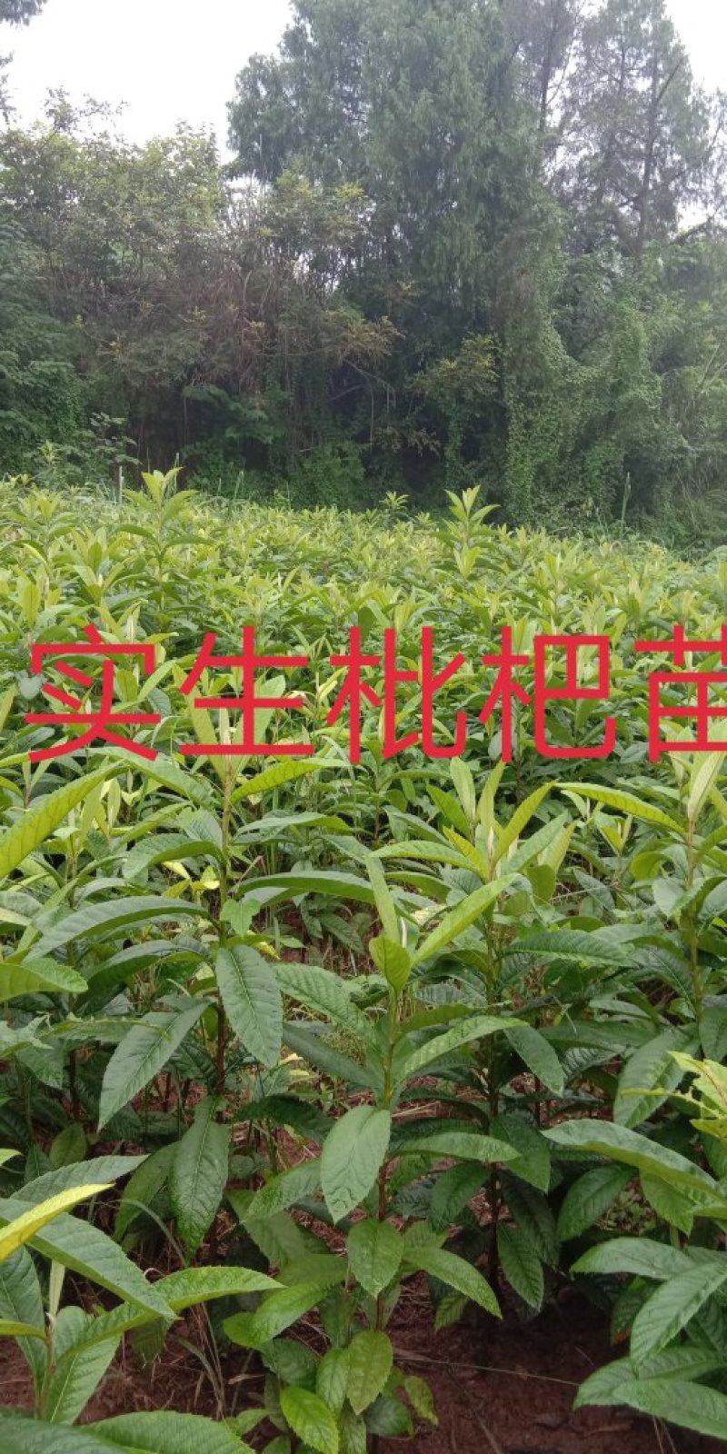 实生枇杷苗\0.5cm至2cm\抗病强