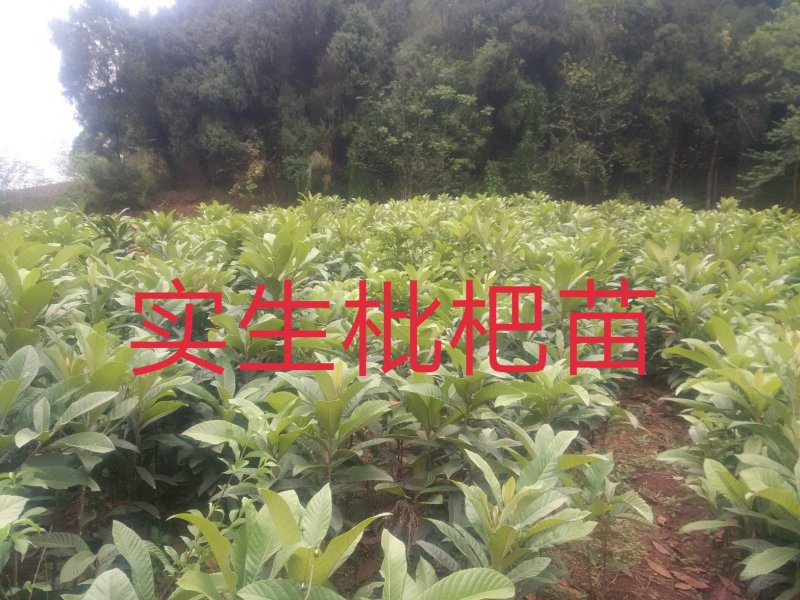 实生枇杷苗\0.5cm至2cm\抗病强