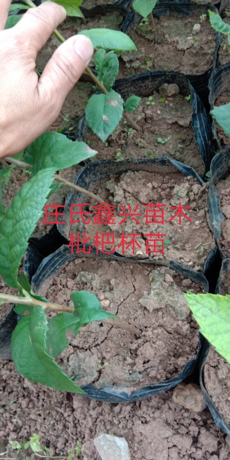 实生枇杷苗\杯苗\免费提供技术