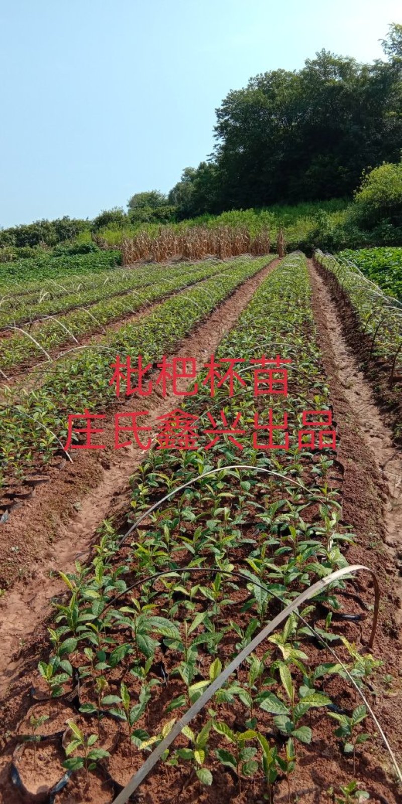 实生枇杷苗\杯苗\免费提供技术