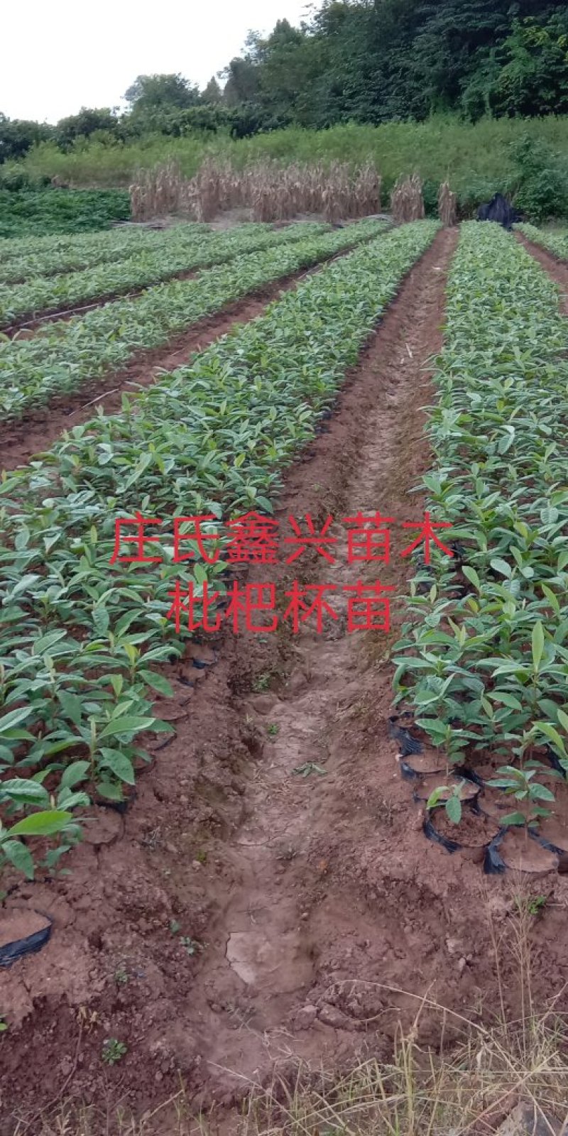 实生枇杷苗\杯苗\免费提供技术
