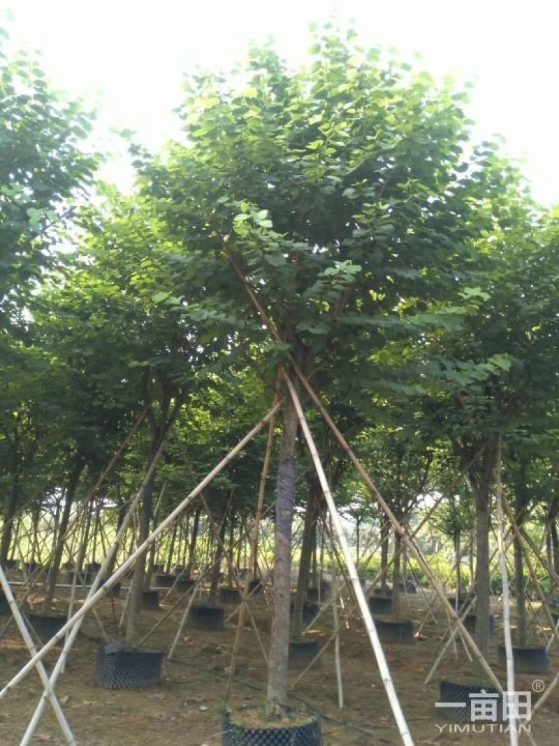 蓝花楹小苗一50公分