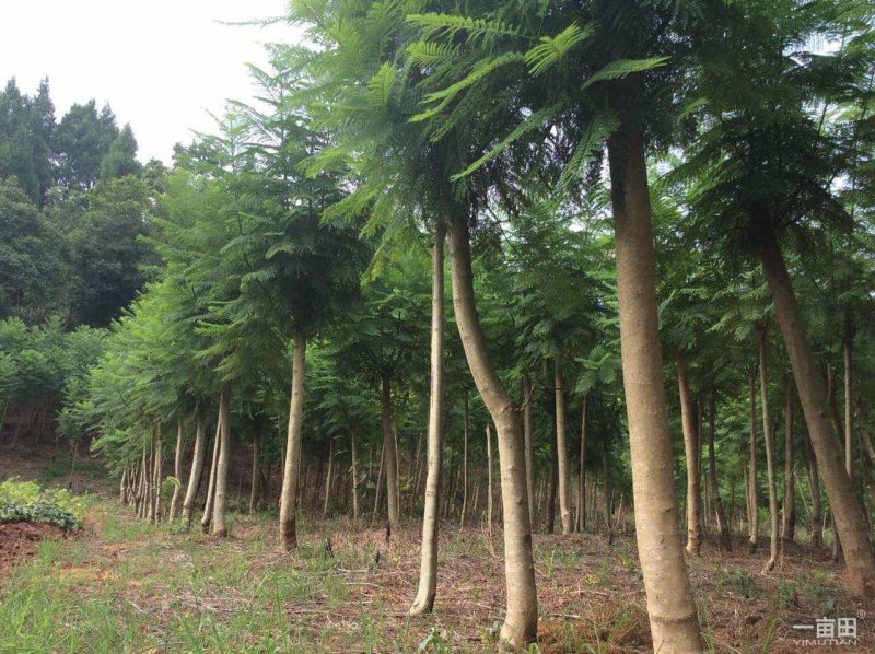 蓝花楹小苗一50公分