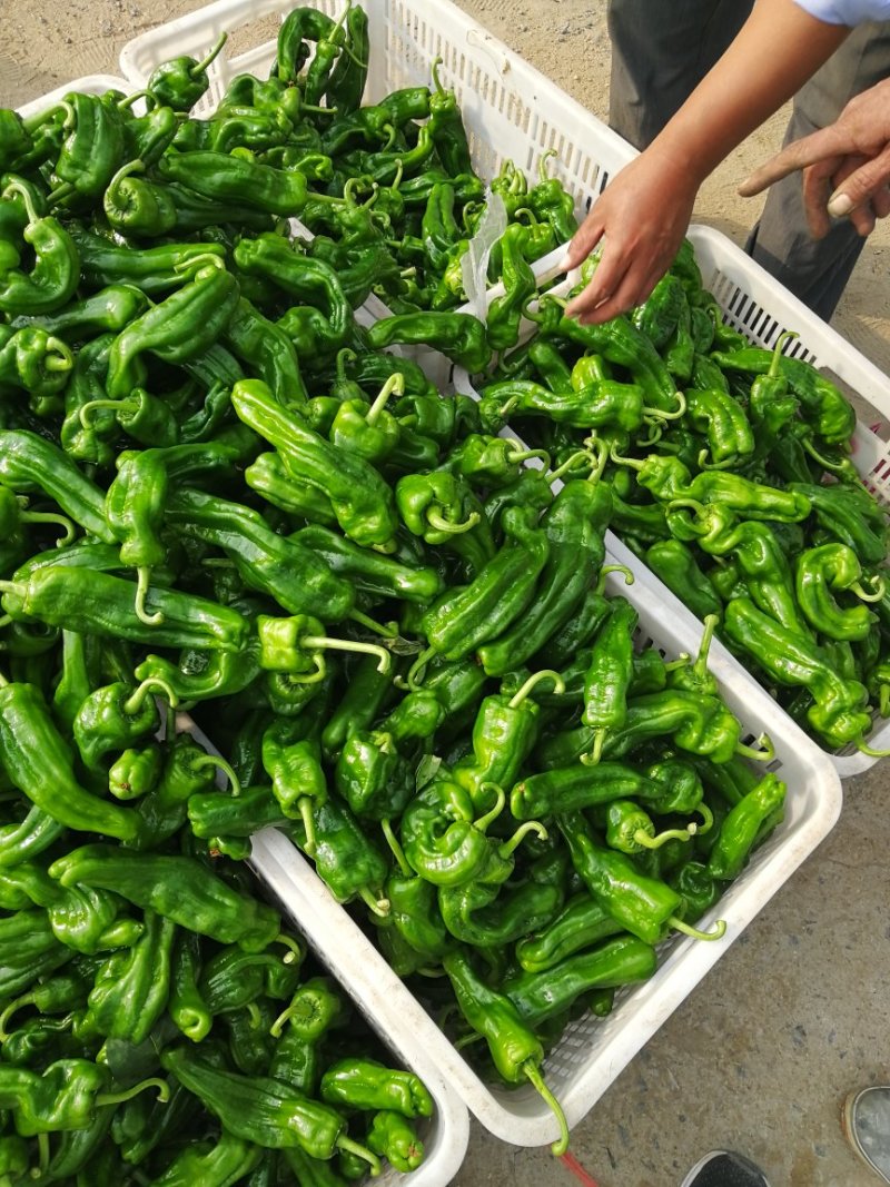 费县精品芜湖椒