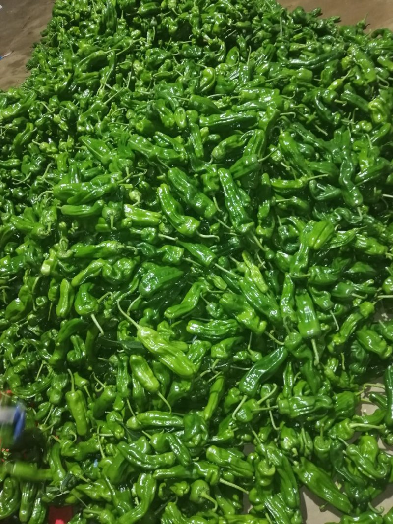 费县精品芜湖椒