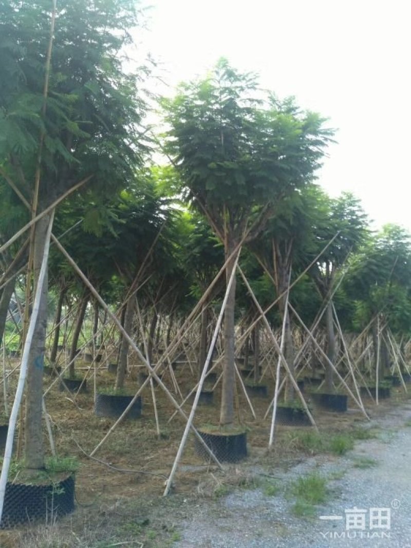 蓝花楹小苗一50公分