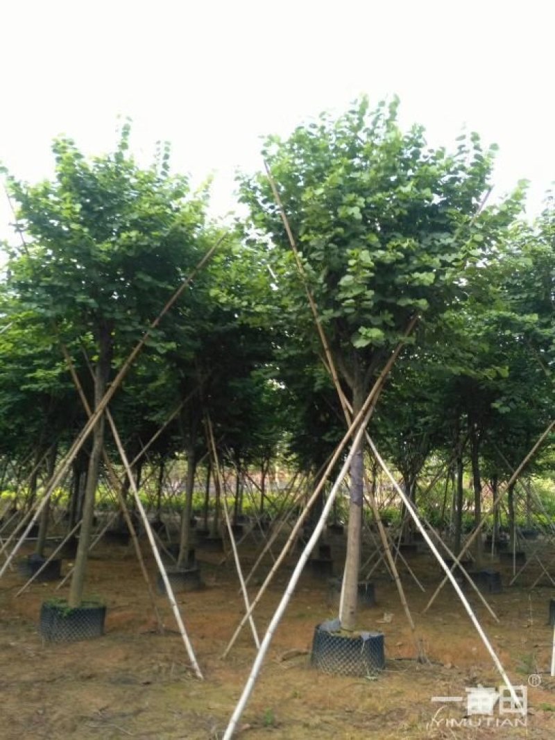 蓝花楹小苗一50公分