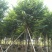 蓝花楹小苗一50公分