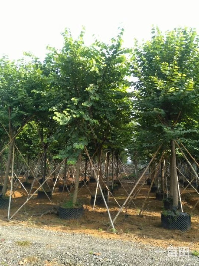 蓝花楹小苗一50公分
