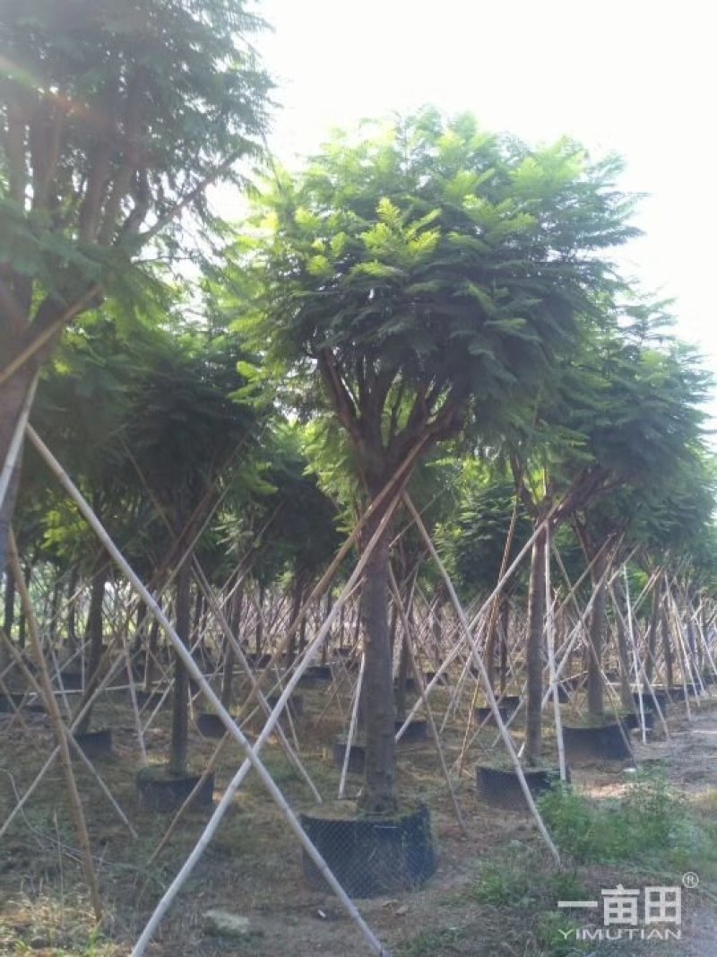 蓝花楹小苗一50公分
